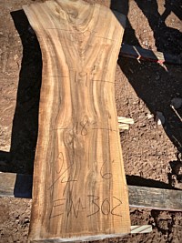English Walnut